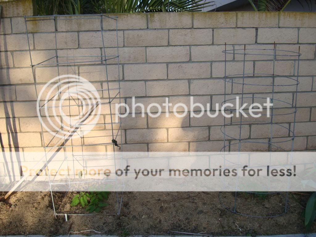  photo DSC05824_zps08bb0909.jpg